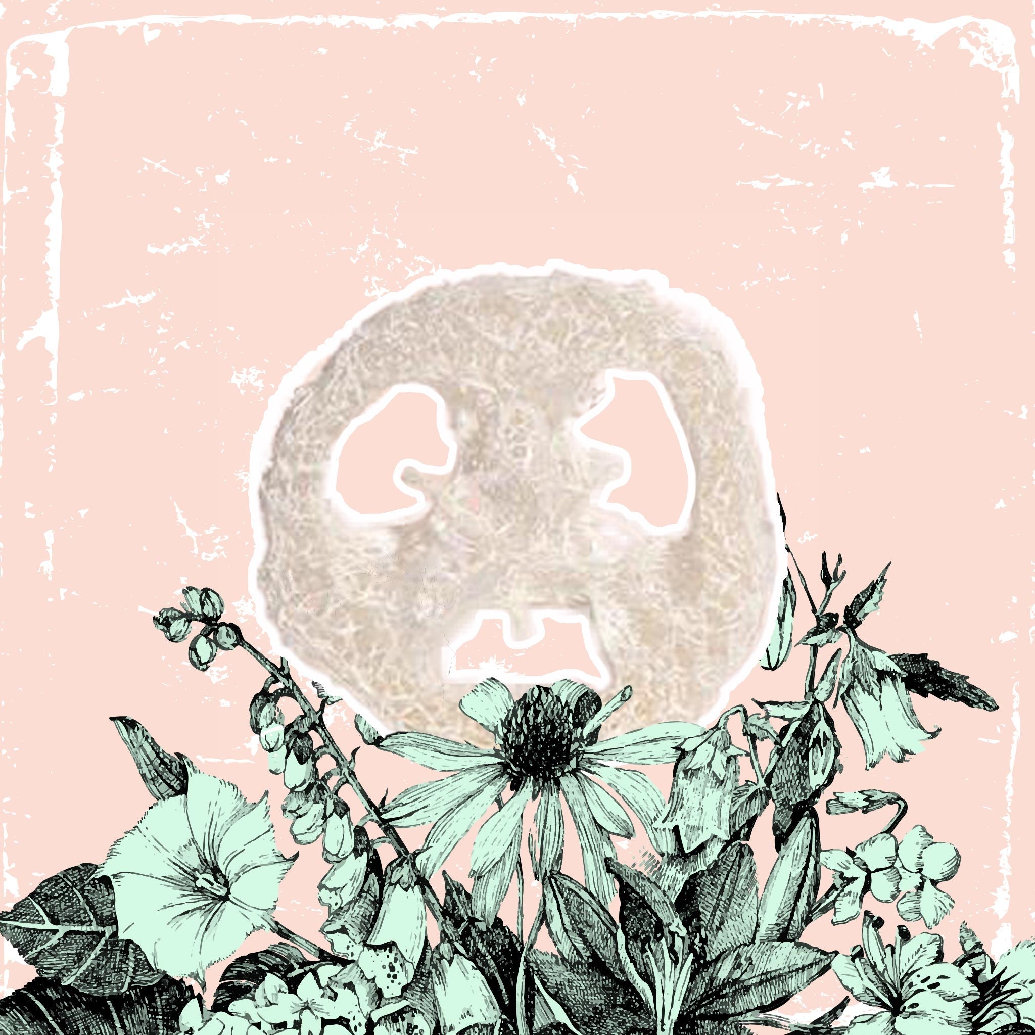 Disque de loofah Luffa Scheibe - lockenkopf